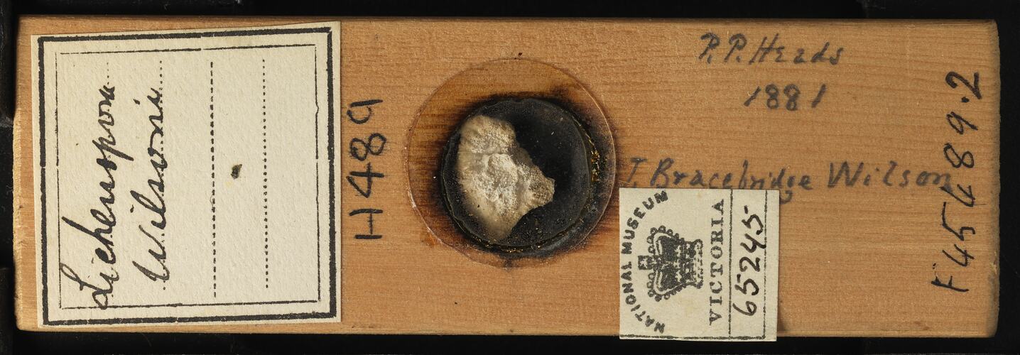 Bryozoan specimen in wooden microslide with handwritten labels.
