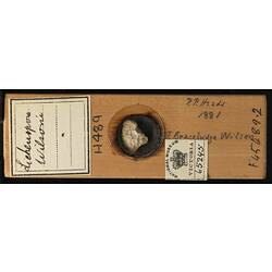 Bryozoan specimen in wooden microslide with handwritten labels.