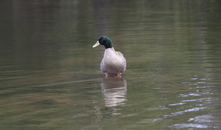 Duck in water.