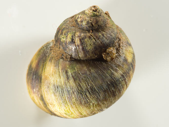 Brown-cream snail shell against white background.