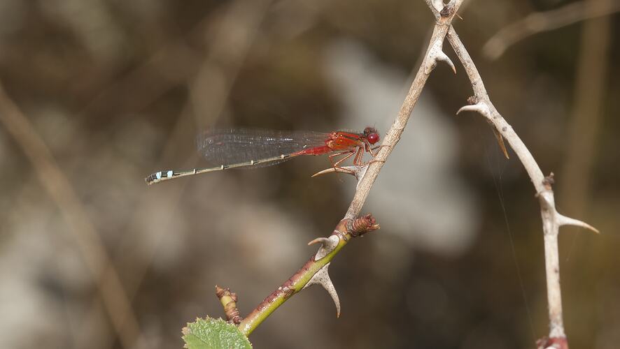 Blue and red damselfly on thin branch.