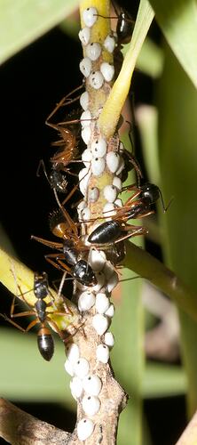 <em>Camponotus consobrinus</em>, Banded Sugar Ant. Budj Bim Cultural Heritage Landscape, Victoria.