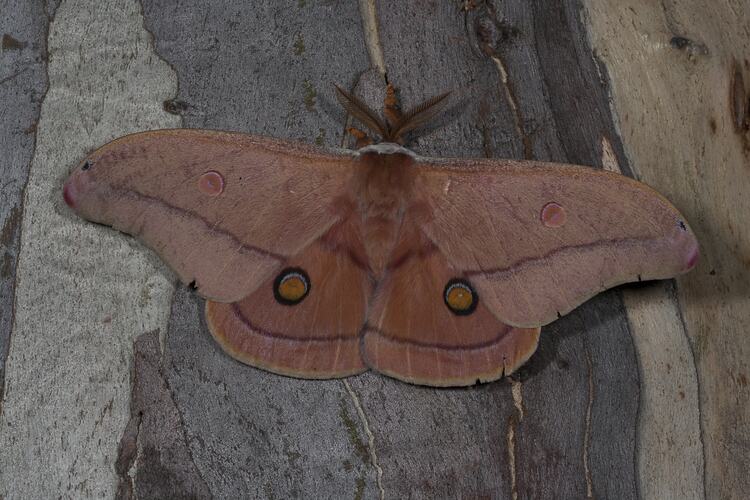 Large orange-brown moth on bark.