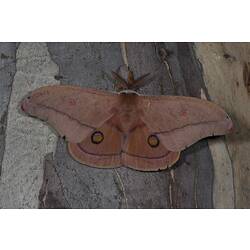 Large orange-brown moth on bark.