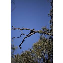 <em>Calyptorhynchus funereus</em>, Yellow-tailed Black-cockatoo. Mitchell River National Park, Victoria.