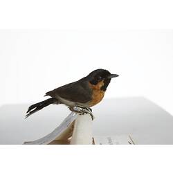 <em>Monarcha trivirgatus albiventris</em>, Spectacled Monarch, mount.  Registration no. 28465.