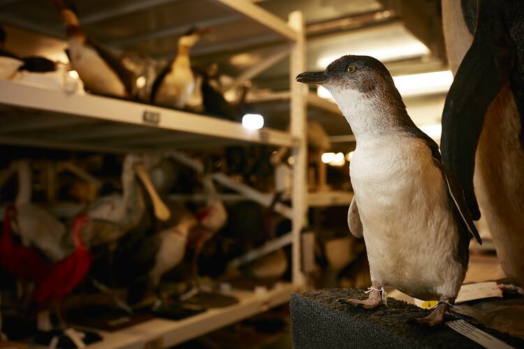 Penguin Specimen in the Ornithology Collection Store, Melbourne Museum, 2016