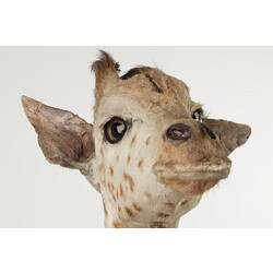 Detail of head of juvenile giraffe specimen, front view.