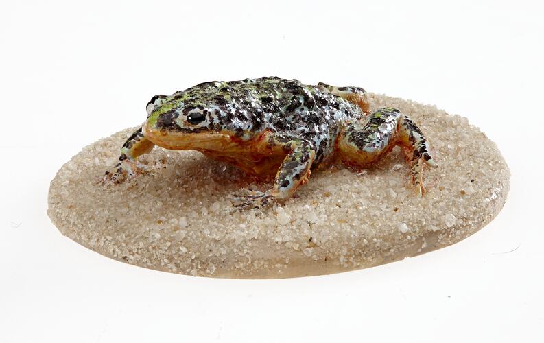 <em>Pseudophryne semimarmorata</em>, Southern Toadlet, model. [D 77625]