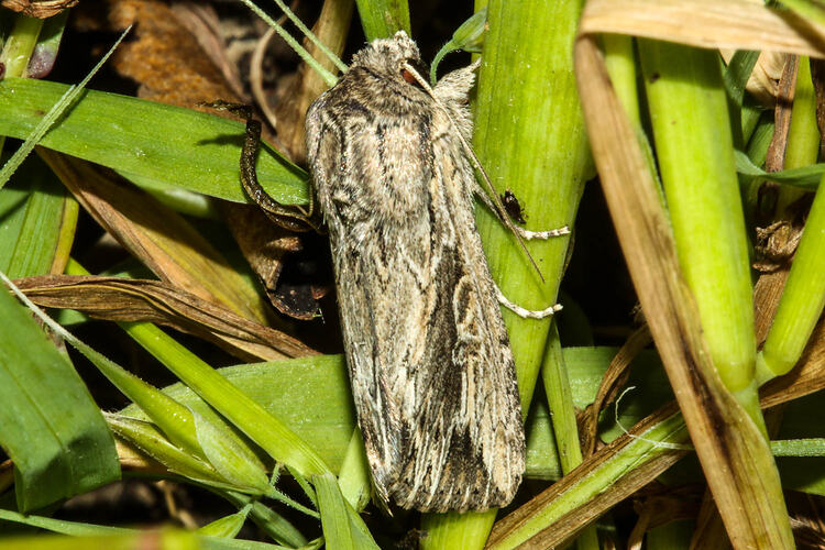 <em>Persectania dyscrita</em>, Arnyworm Moth. Murray Explored Bioscan.