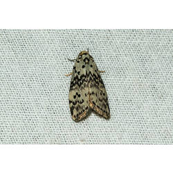 <em>Thallarcha</em> sp., moth. Murray Explored Bioscan.