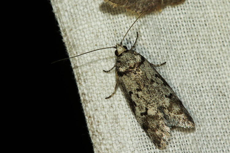 <em>Philobota</em> sp., moth. Murray Explored Bioscan.
