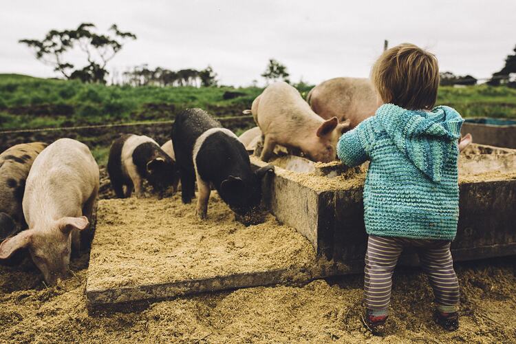 Amelia Bright's Daughter Hazel Playing with Pigs, Fish Creek, Victoria, 24 Oct 2016