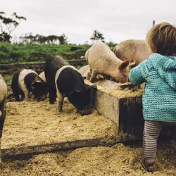 Digital Photograph - Amelia Bright's Daughter Hazel Playing with Pigs, Fish Creek, Victoria, 24 Oct 2016