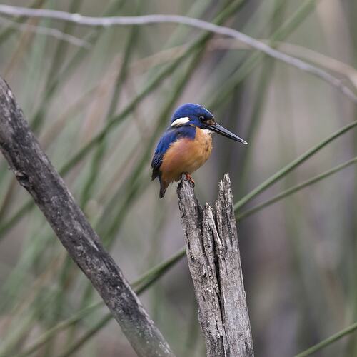 Bright blue and orange kingfisher on narrow, broken stump.