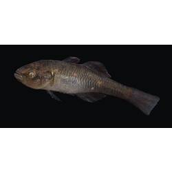 Carp Gudgeon.