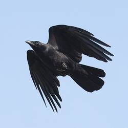 Black bird in flight.