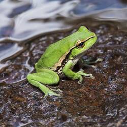 Bright green frog on partially submerged rock.