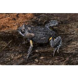 Dark grey frog with yellow upper arms.