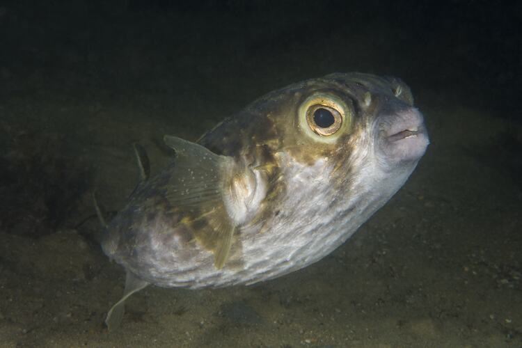 Pale-bellied fish with yellow eye.