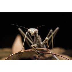 Praying mantis close-up.