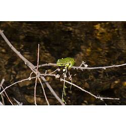 Leaf Green River Tree Frog.