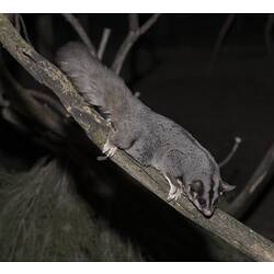 Grey glider stretched out on branch.