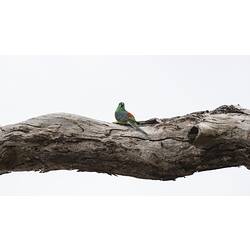 Yellow-chested, green parrot with red rump on dry branch.