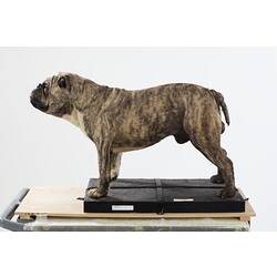 Side view of taxidermied bulldog specimen.