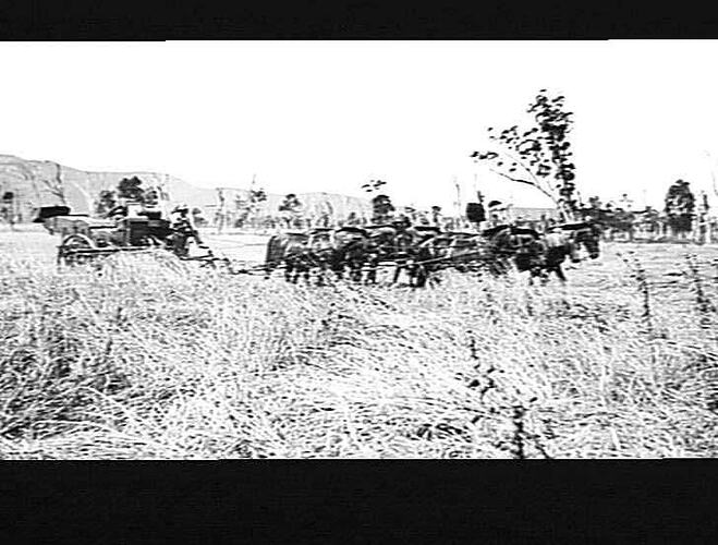 A.A.BRIDGES,KELVIN,GUNNEDAH 9 BAGS TO ACRE. HIS CROP WAS BADLY LODGED AND TANGLED. RG.S. THIS PICTURE SHOWS THE WORK DONE BY THE CROP LIFTER. A COMPANION ? TO ANOTHER ? TAKEN ON MR BRIDGE'S FARM.