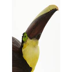 Detail of bird specimen with yellow throat and black beak.