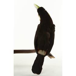 Black bird taxidermied specimen with large black and yellow bill.