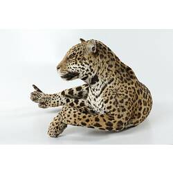 Taxidermied jaguar specimen mounted lying down.