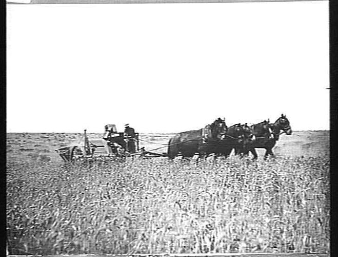 MR. MCRAE STUART'S `LITTLE E': 5 HORSES ALL OUT 3-BAG CROP. INTENDS TO BUY A SUNSHINE HEADER