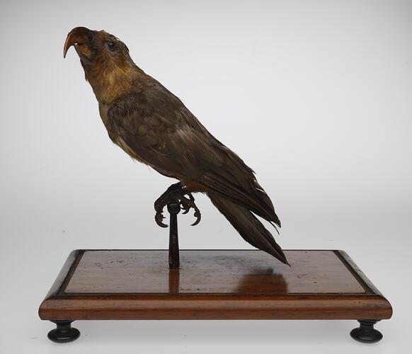 Side view of sharp-beaked, taxidermied bird.