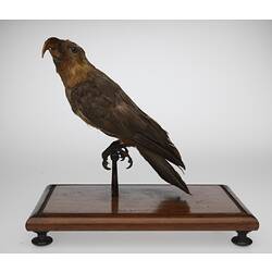 Side view of sharp-beaked, taxidermied bird.