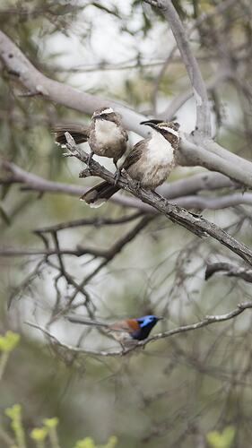 Two brown birds with white eyebrows on branch above blue fairy-wren.