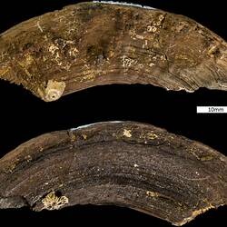 Two triangular teeth with serrated edges.