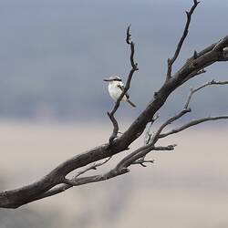 White bird on bare tree.