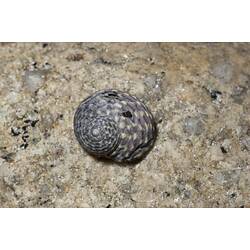 Rounded, low-spired snail shell on rock.