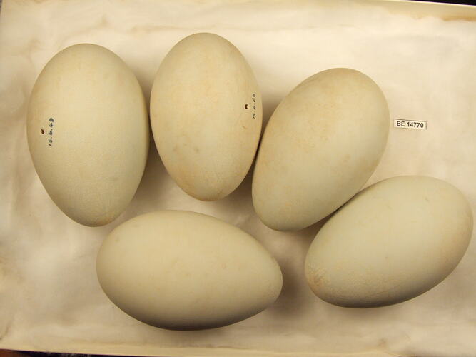 Five bird eggs with specimen label in box.