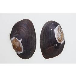 Two mussel valves beside each other, exterior visible.