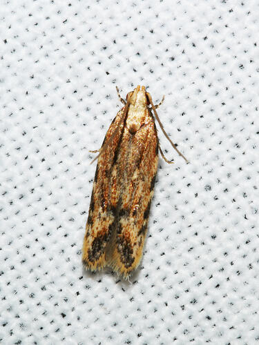<em>Ardozyga xuthias</em>, moth. Great Otway National Park, Victoria.