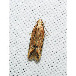 <em>Ardozyga xuthias</em>, moth. Great Otway National Park, Victoria.