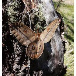 Large orange moth on tree trunk.
