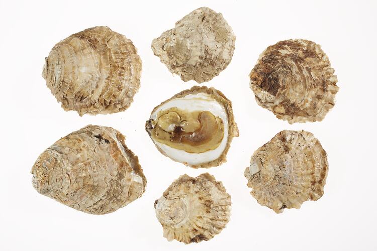 Seven brown and cream oyster shells, one with model animal inside.