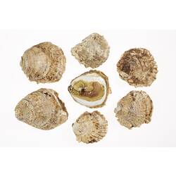 Seven brown and cream oyster shells, one with model animal inside.