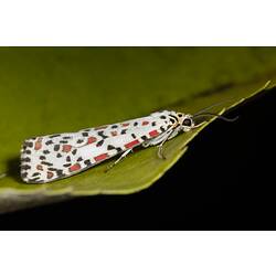 <em>Utetheisa pulchelloides</em>, Heliotrope Moth. Great Otway National Park, Victoria.