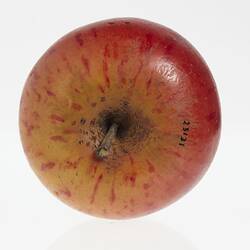 Wax model of an apple with stem, painted red with yellow flecks. Top view.