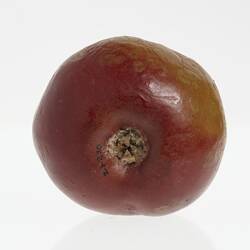 Wax apple model painted red. Has brown stem. Surface is wrinkled and has brown spots. Base view.